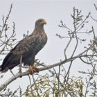 Seeadler