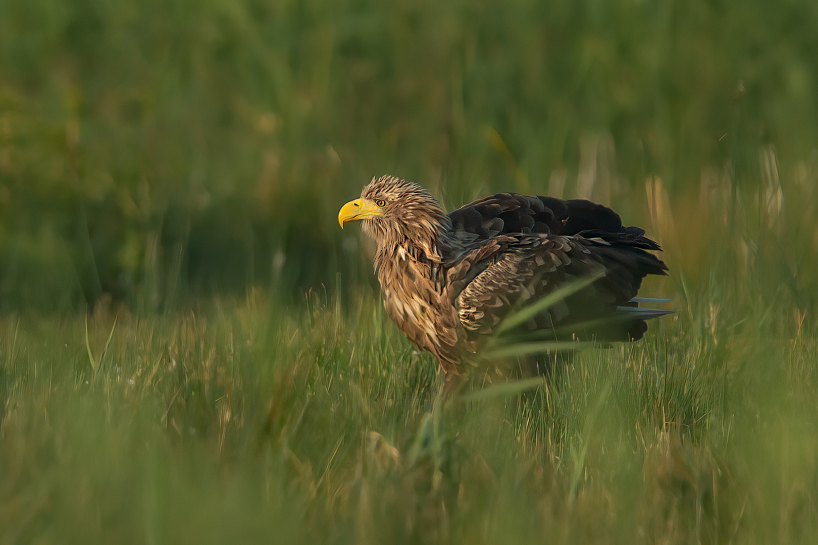 Seeadler 