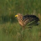 Seeadler 