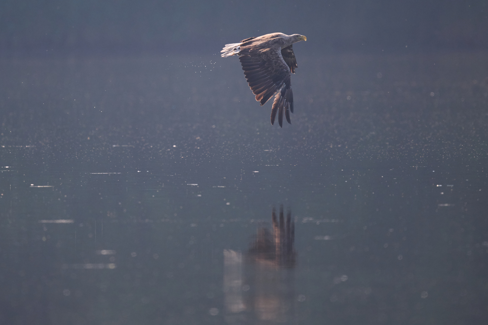 Seeadler