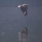 Seeadler