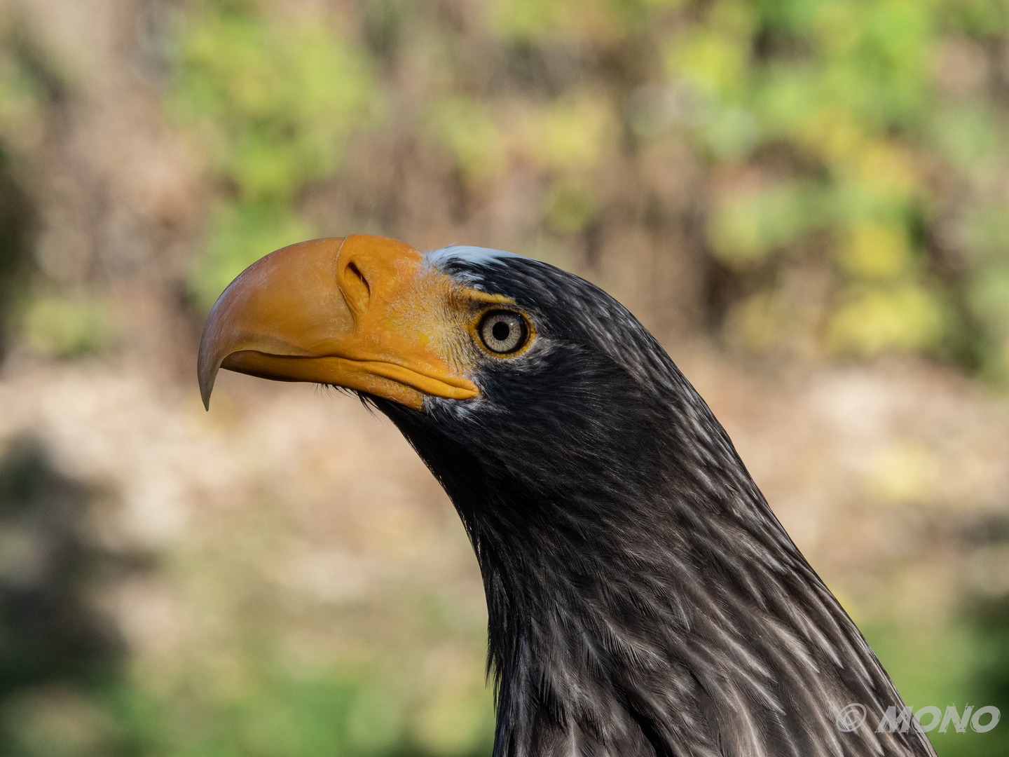 Seeadler