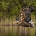 Seeadler