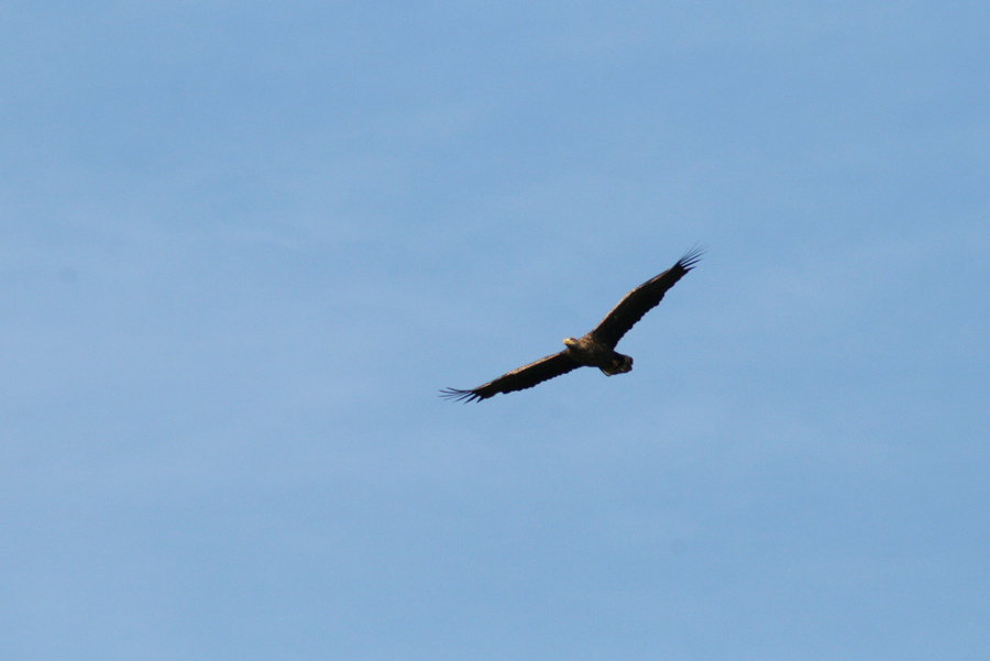 Seeadler