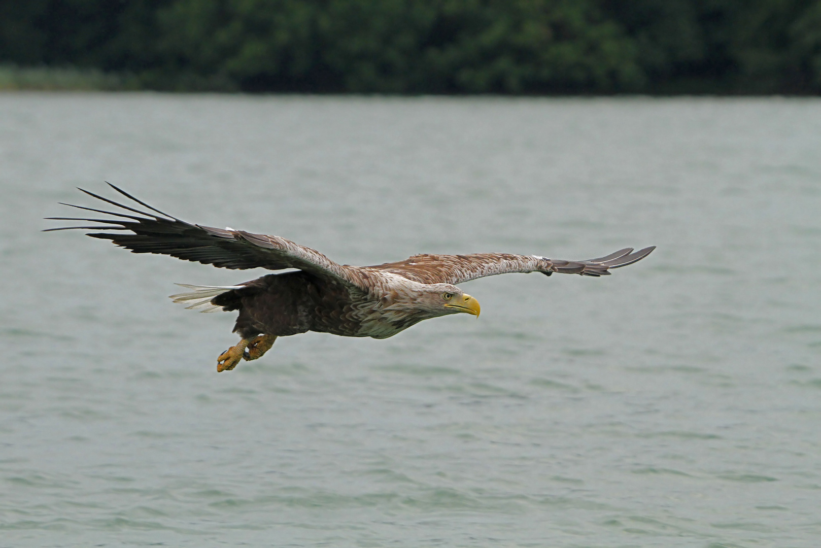 Seeadler