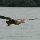 Seeadler