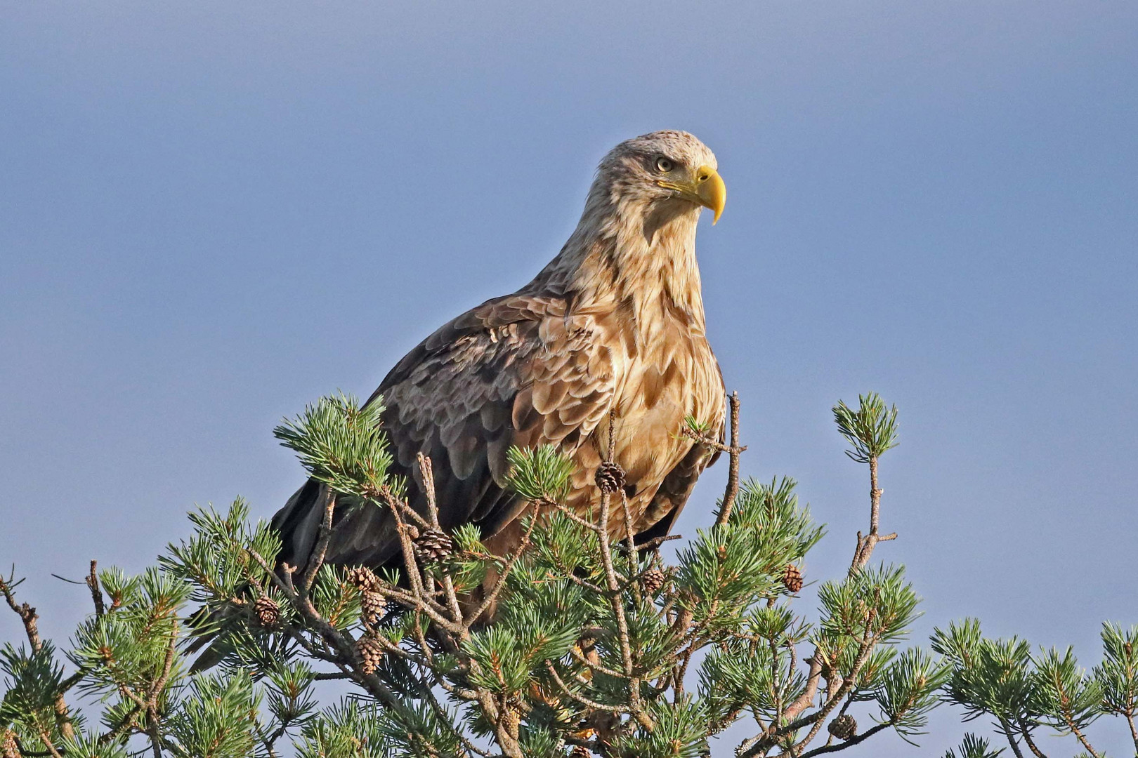 Seeadler