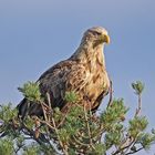 Seeadler