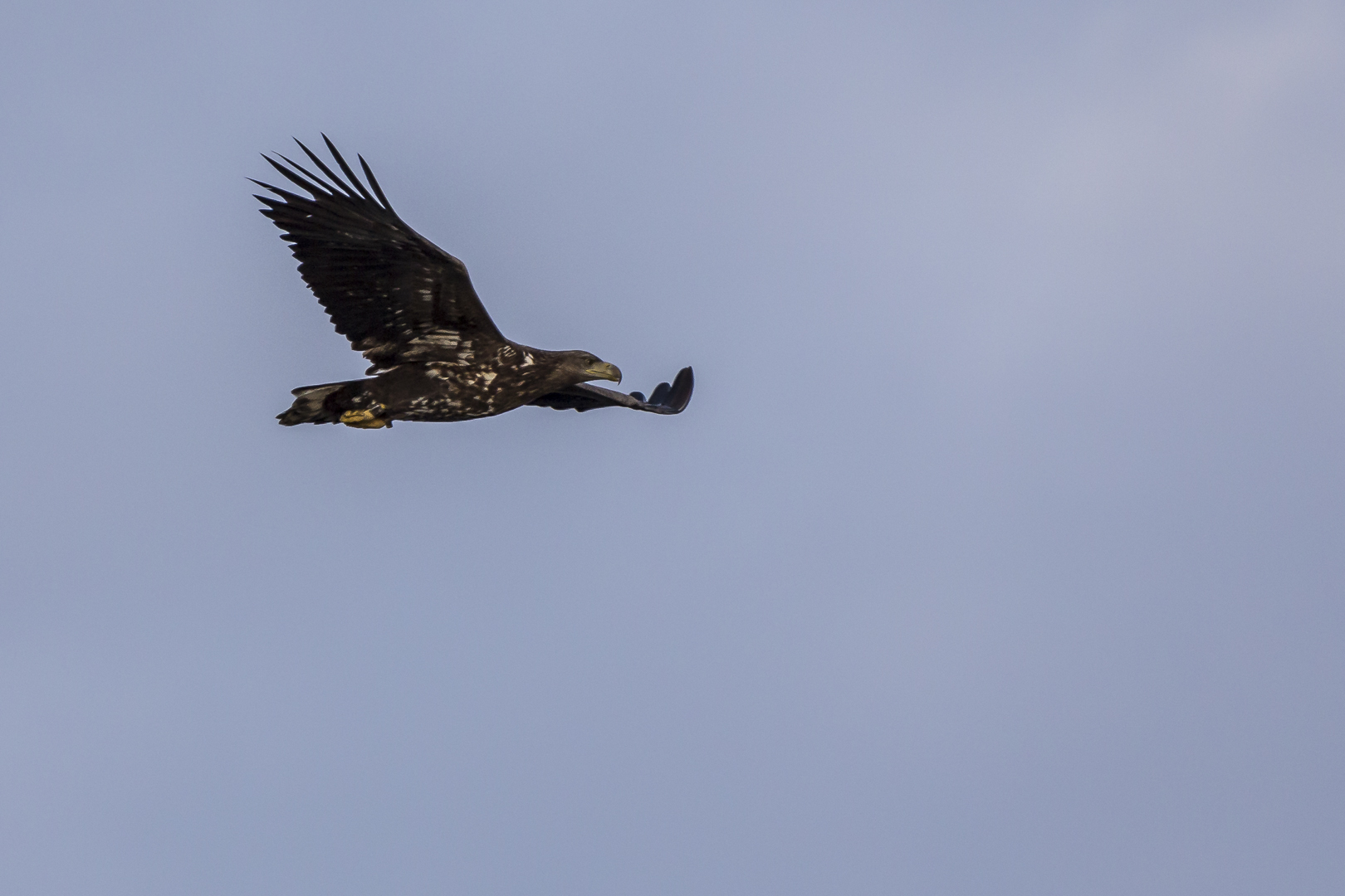 Seeadler