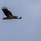 Seeadler