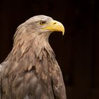 Seeadler