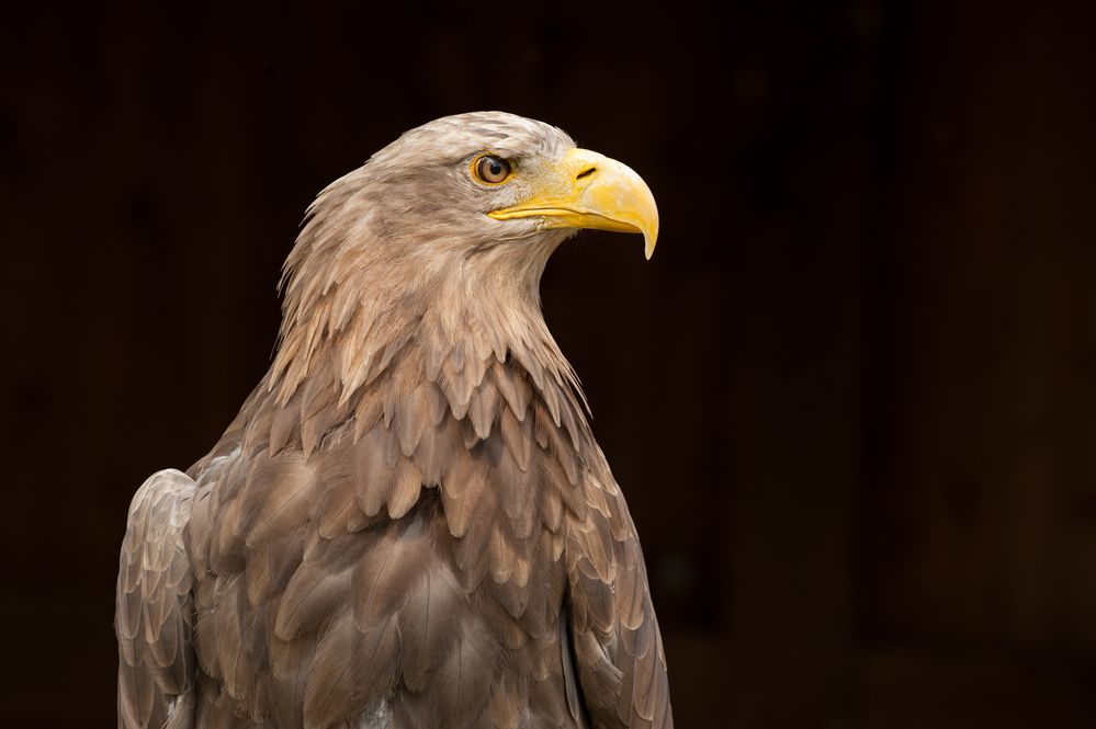 Seeadler