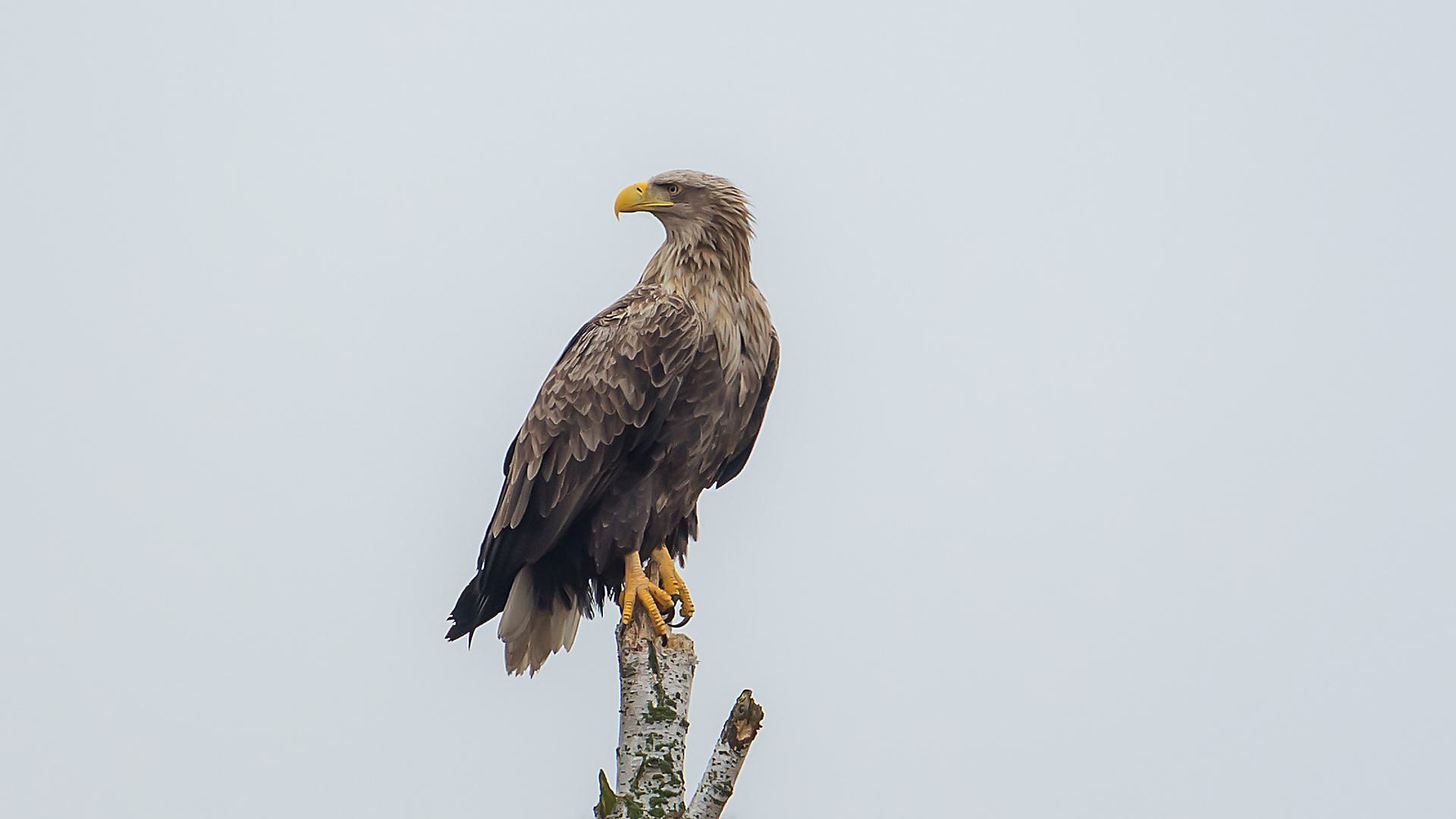 Seeadler