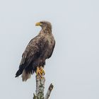 Seeadler