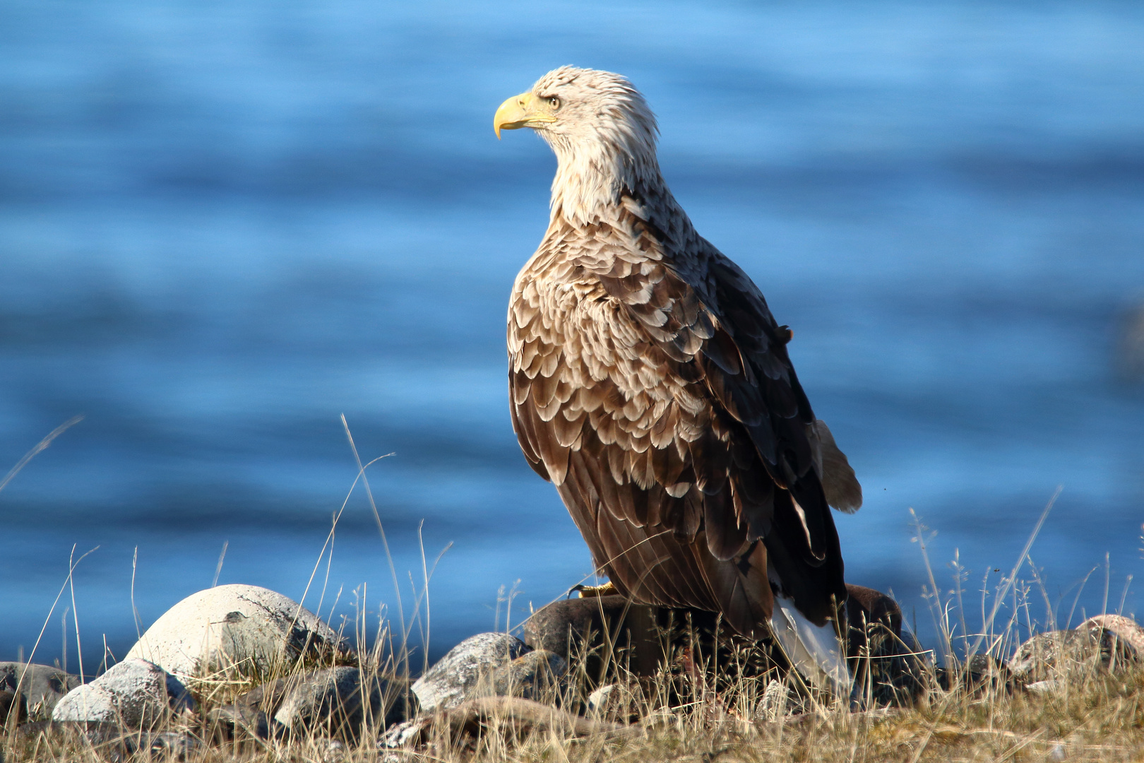 Seeadler