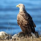 Seeadler