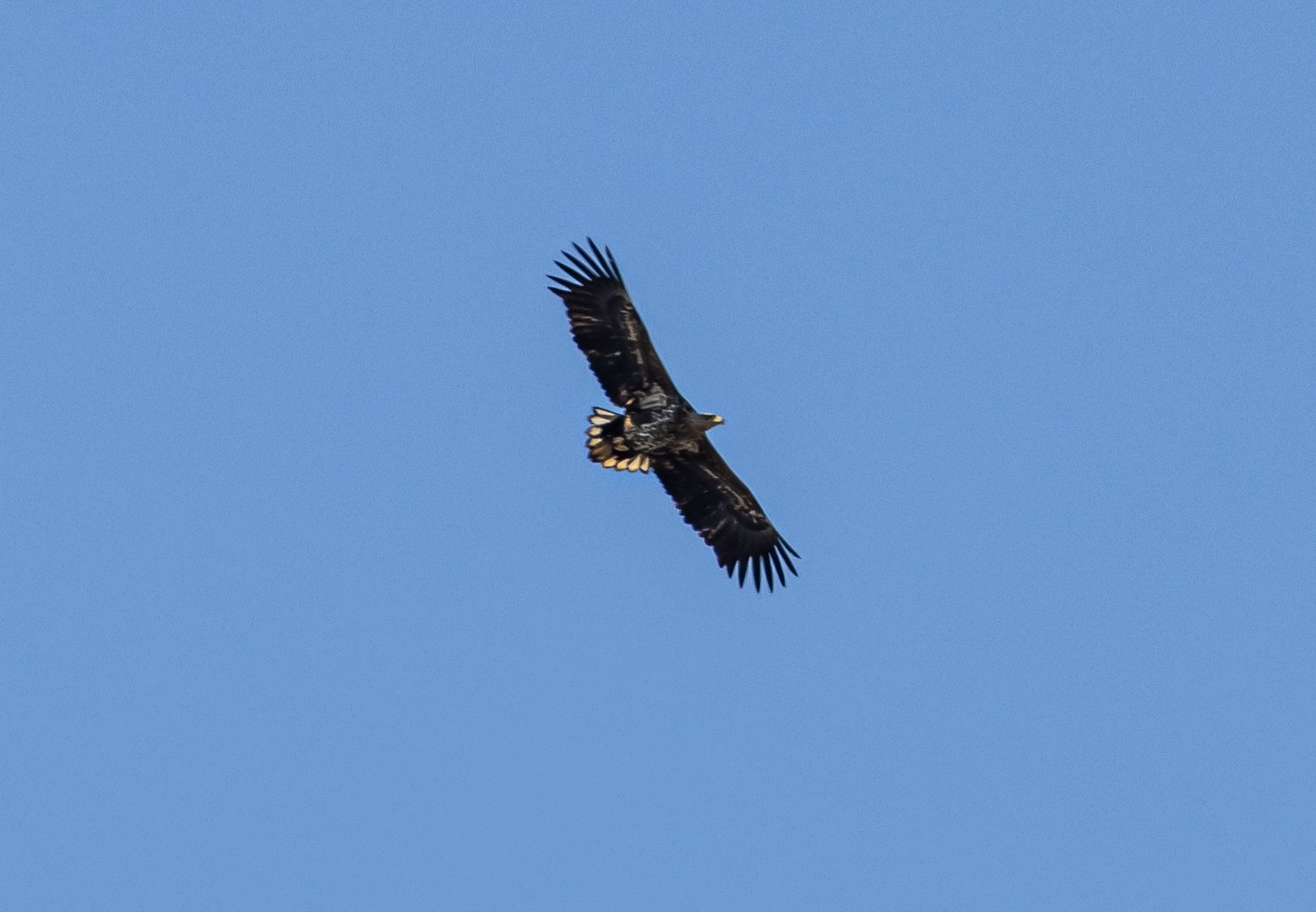 Seeadler