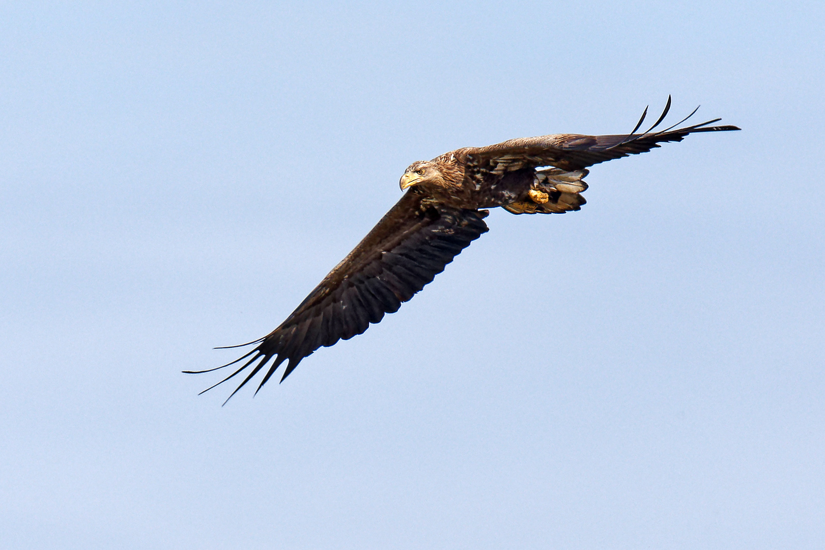 Seeadler