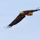 Seeadler