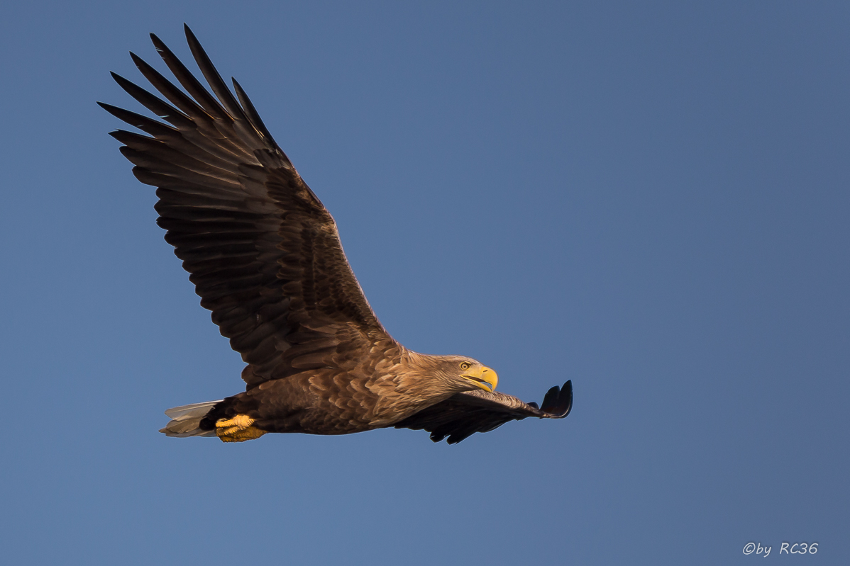 Seeadler