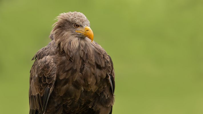 Seeadler