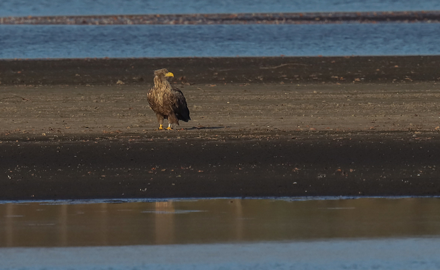 Seeadler