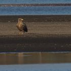 Seeadler