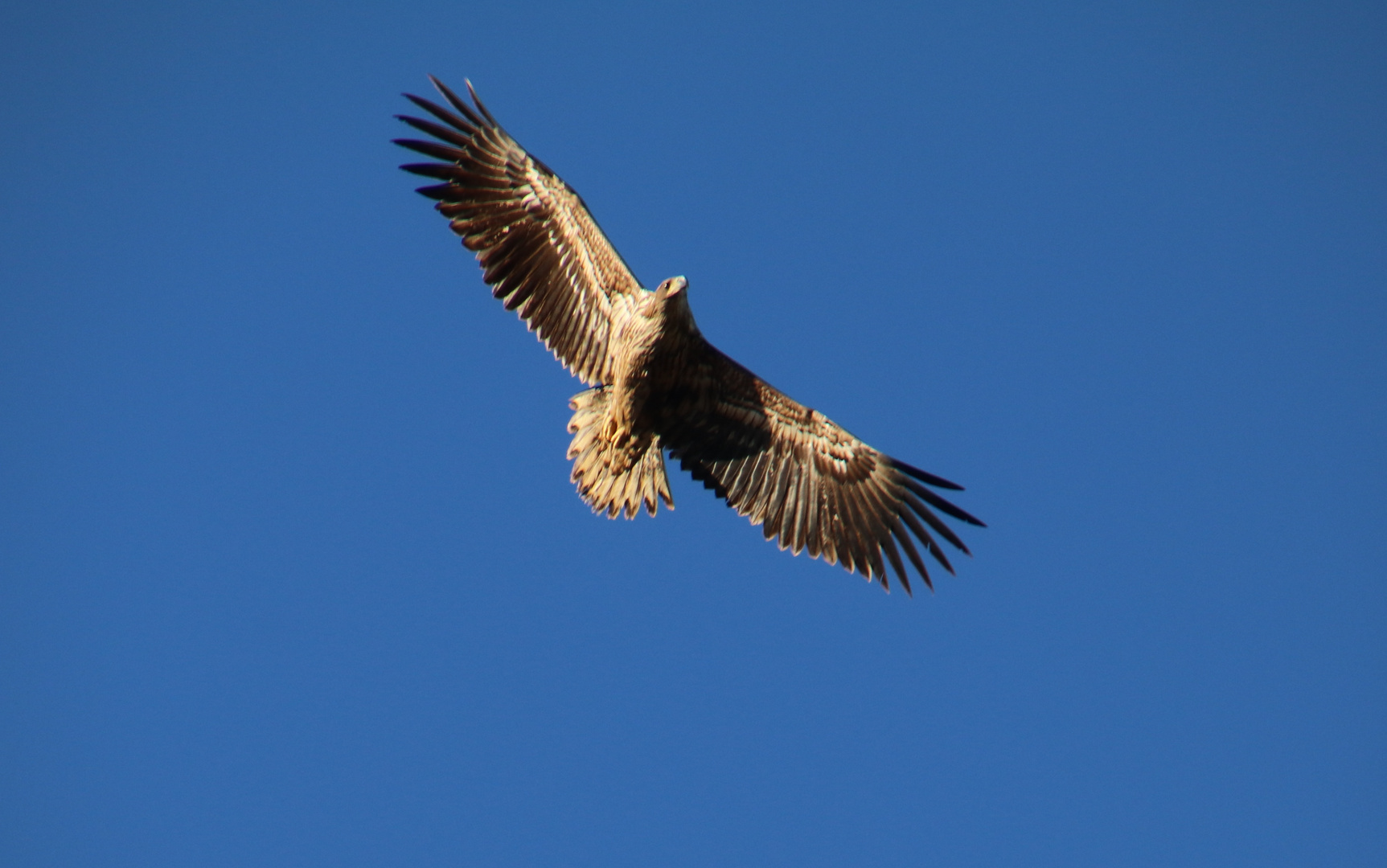 Seeadler