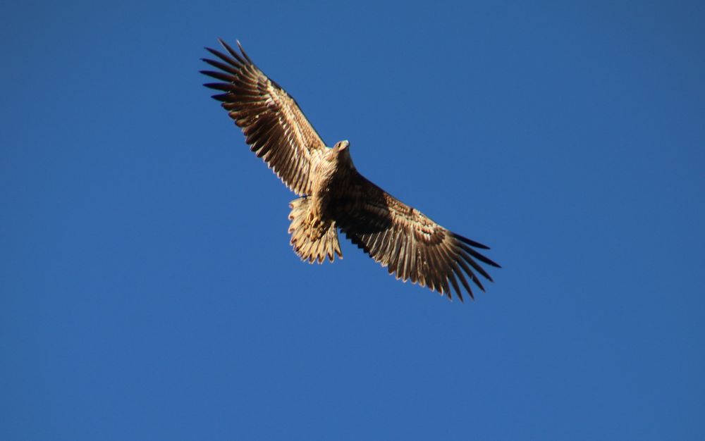 Seeadler