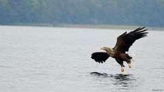 Seeadler