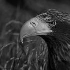 Seeadler ...