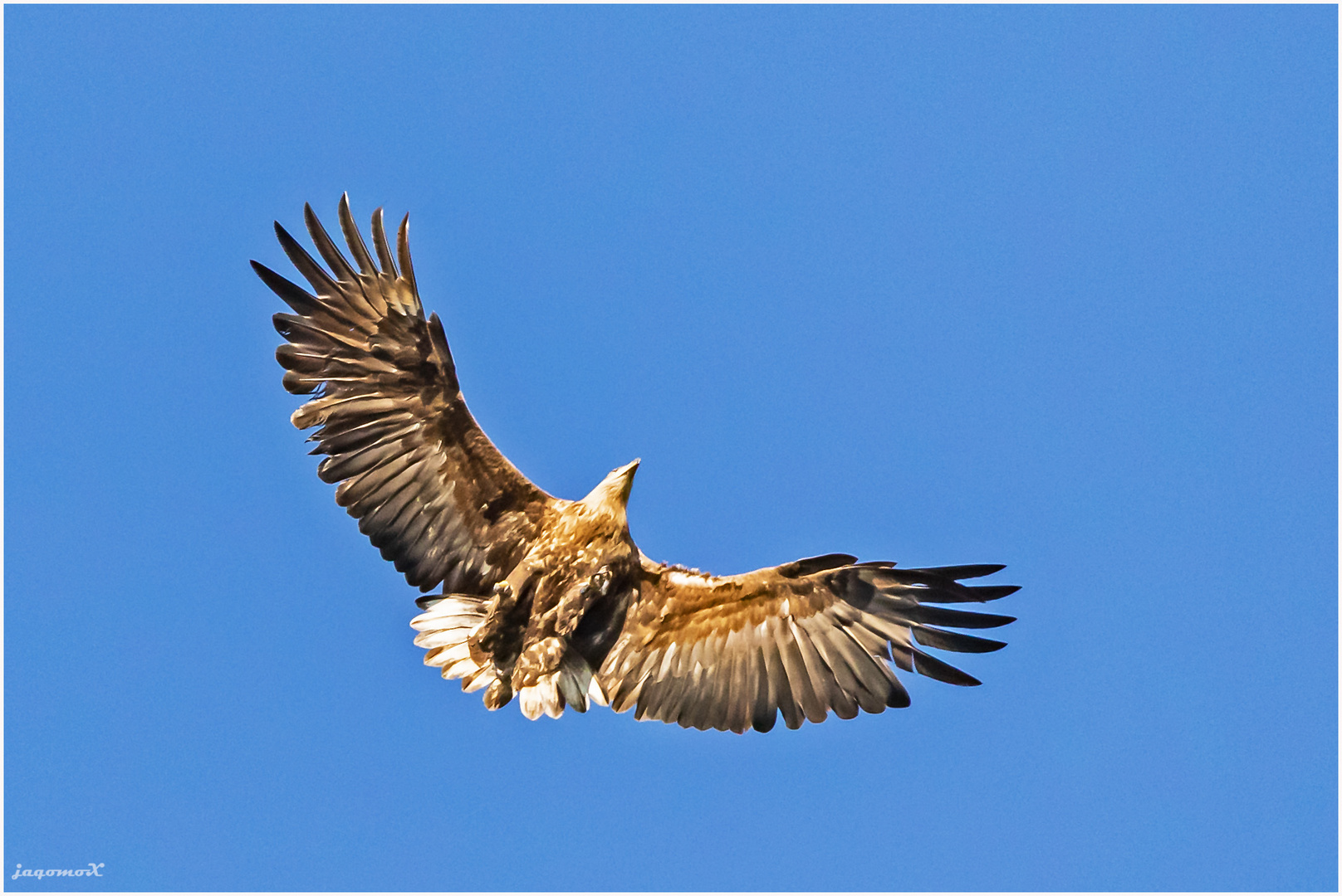 Seeadler