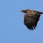 Seeadler