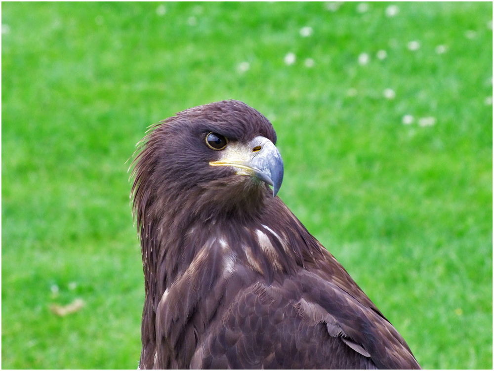 Seeadler