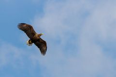 Seeadler