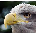 Seeadler