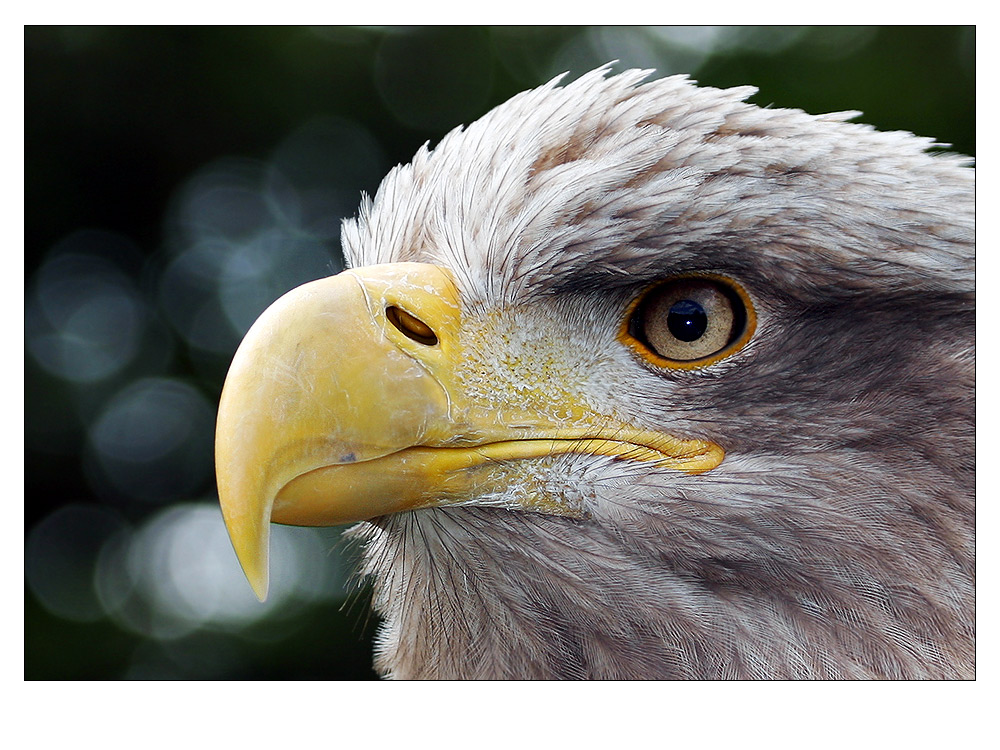 Seeadler