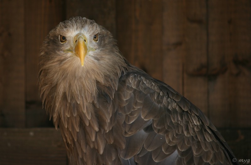 Seeadler