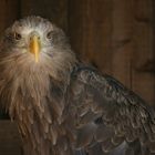 Seeadler