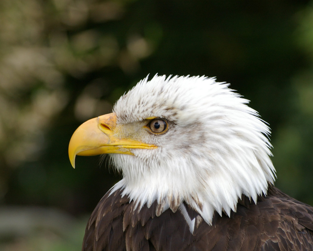 Seeadler