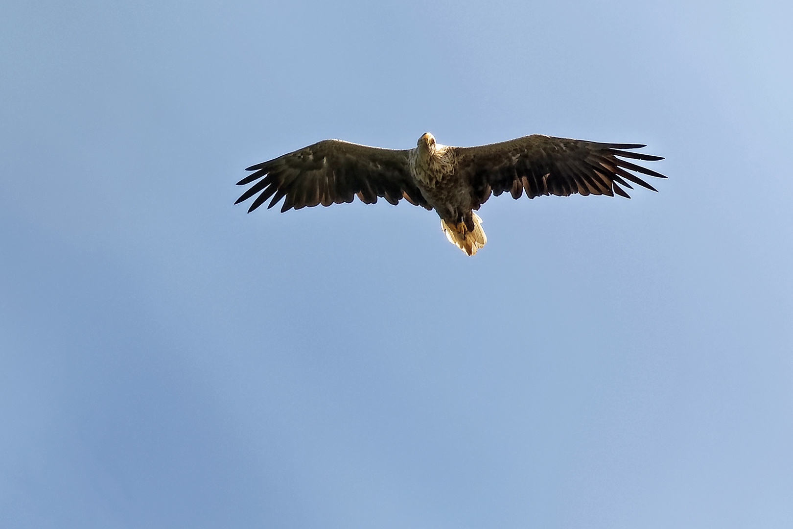 Seeadler