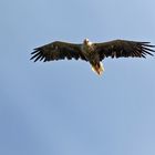 Seeadler