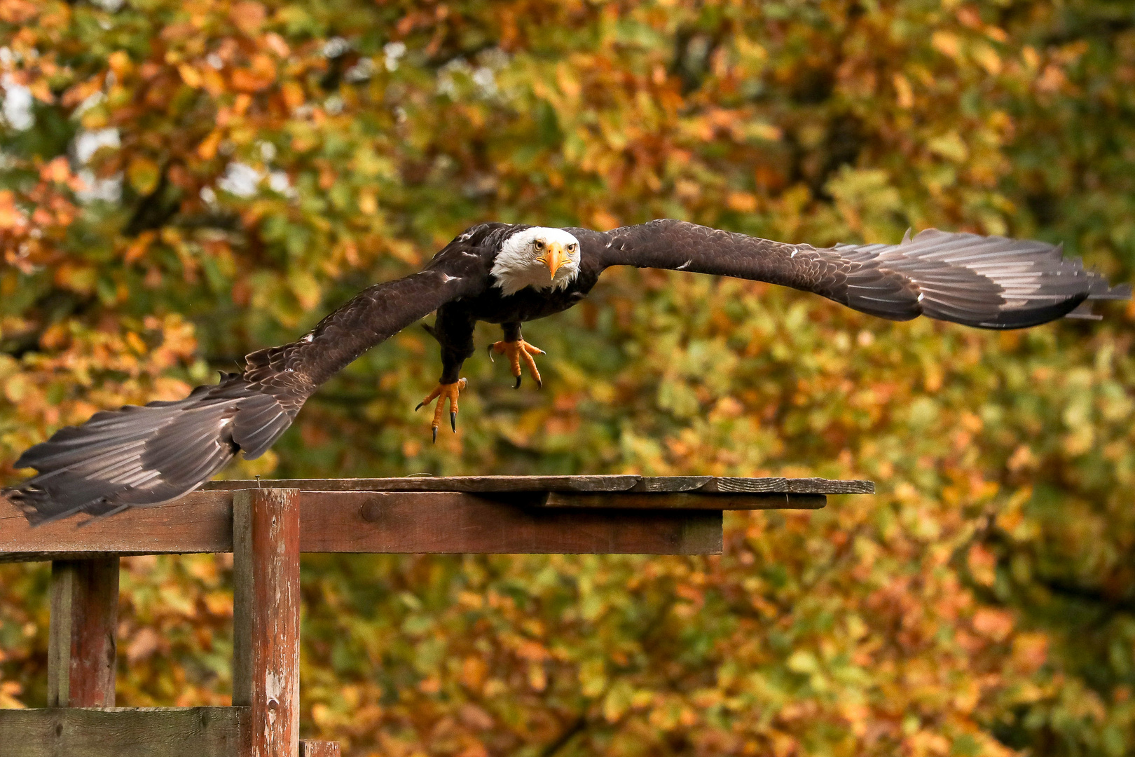 Seeadler