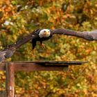 Seeadler