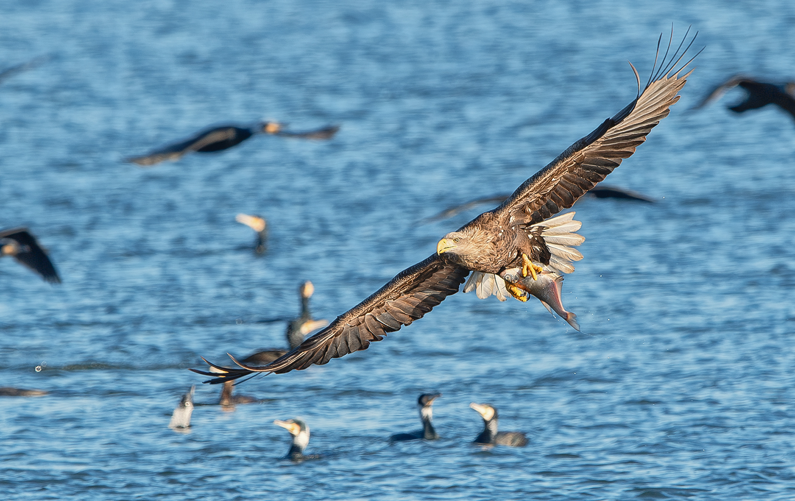 Seeadler 