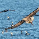 Seeadler 