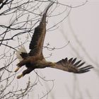 Seeadler