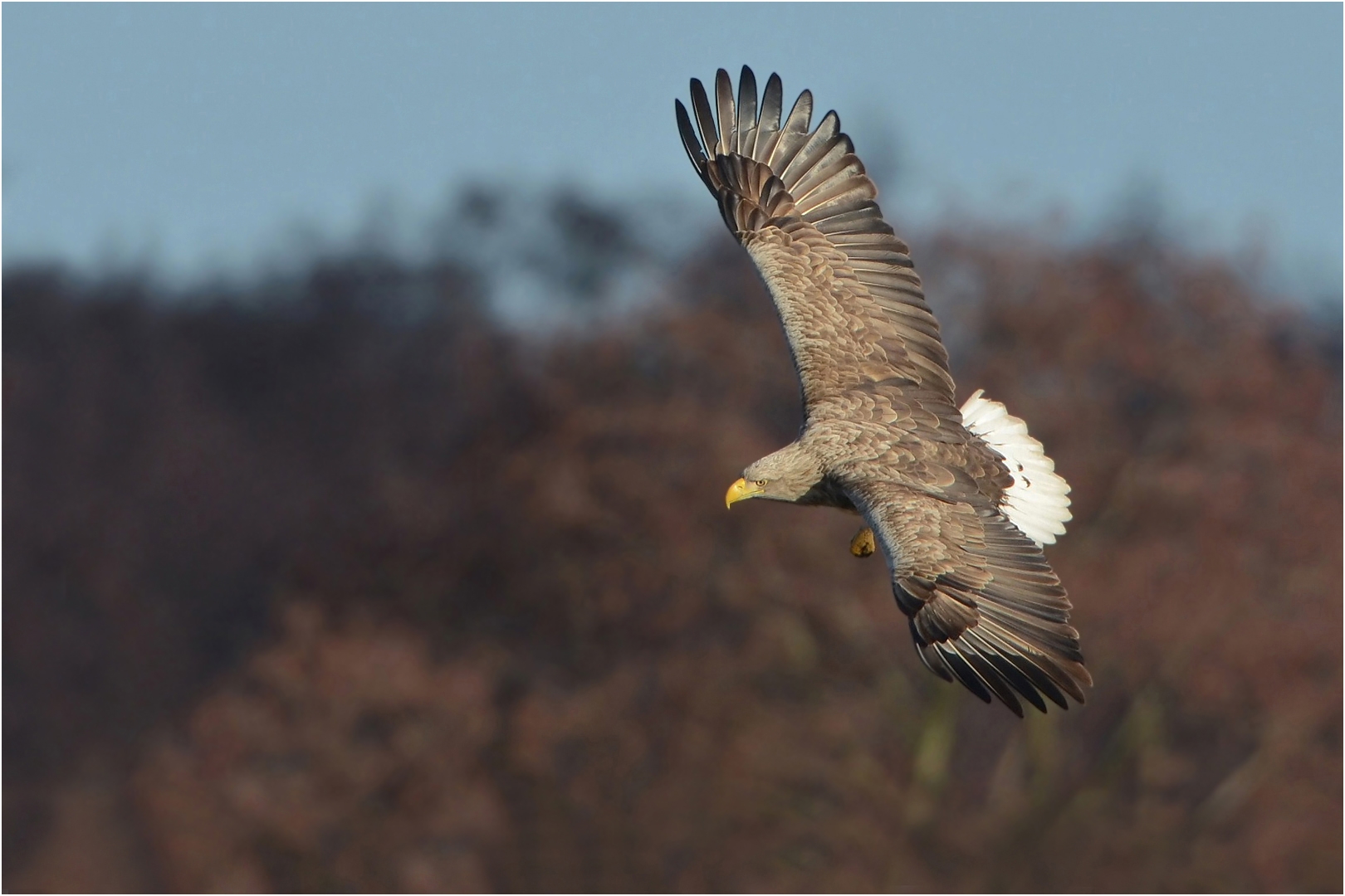 Seeadler