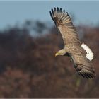 Seeadler