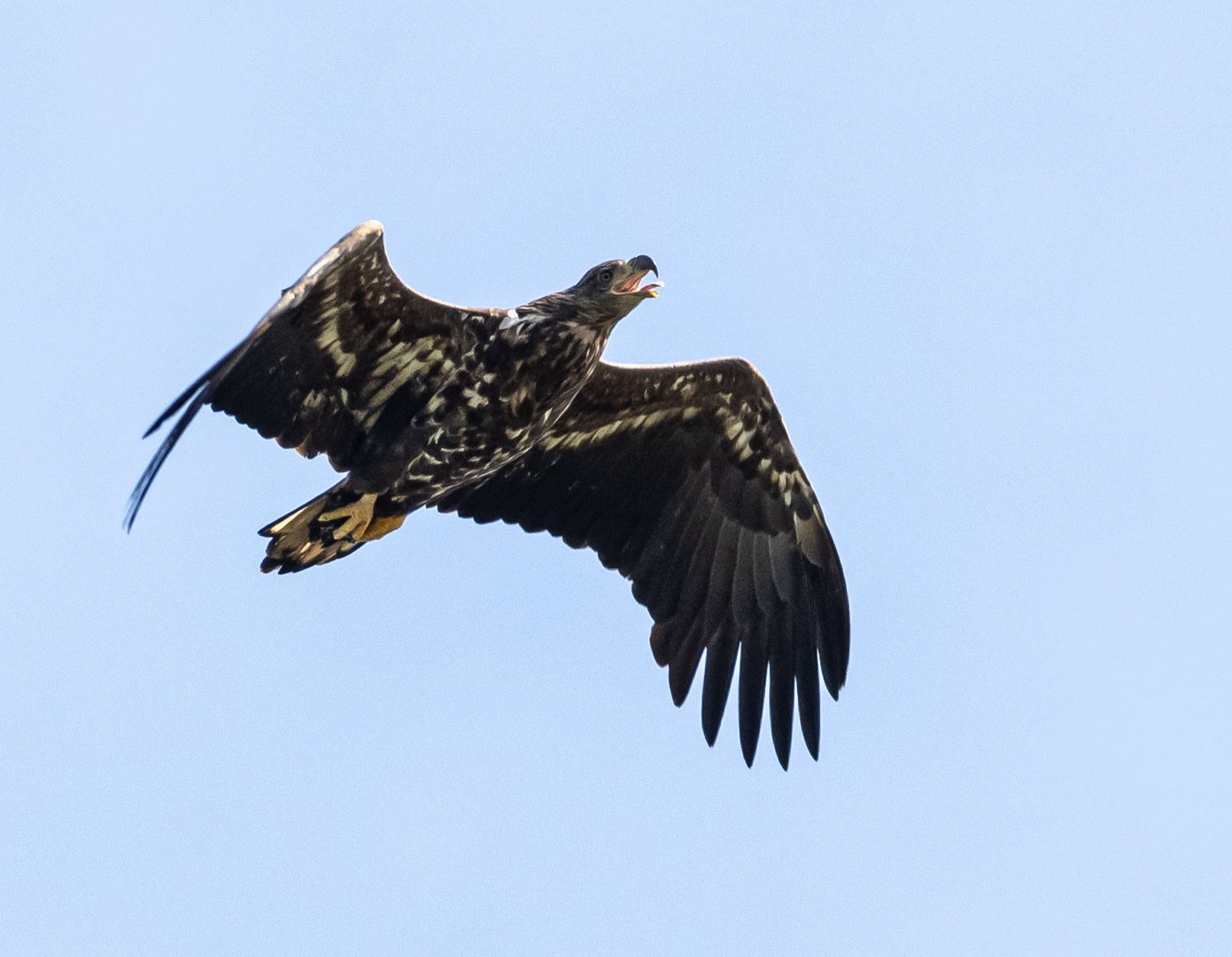 Seeadler